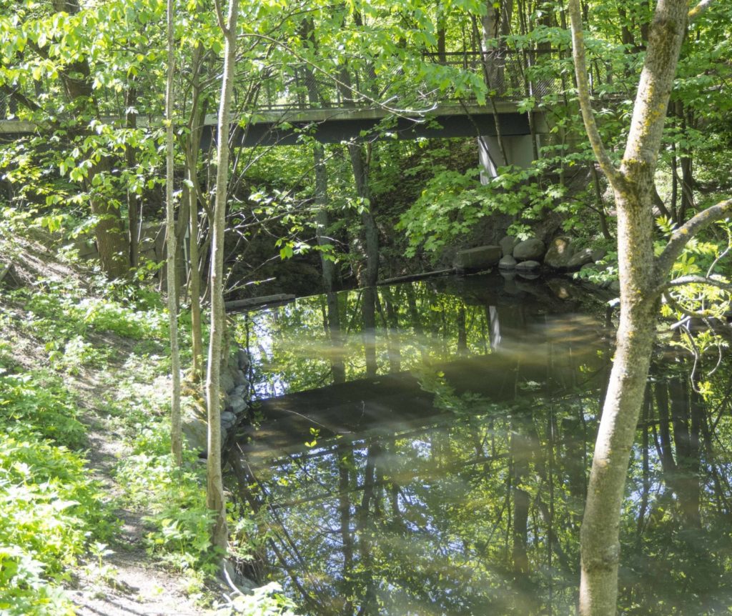 Urskog i Frognerdalen