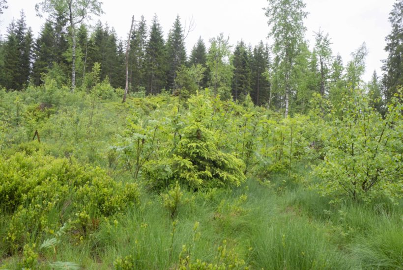 Fremtidsbiblioteket i Nordmarka