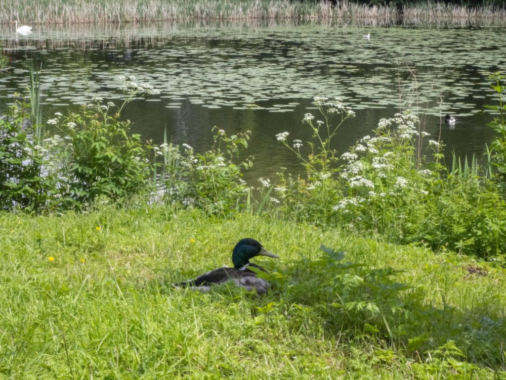 Bjørnebodammen