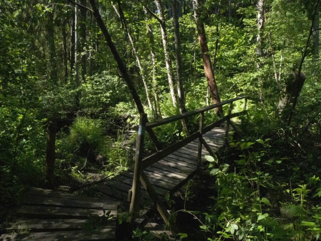 Urskogen ved Ljanselva